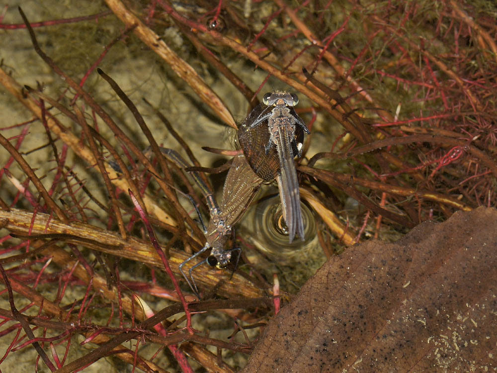 Calopteryx haemorrhoidalis? deposizione in apnea